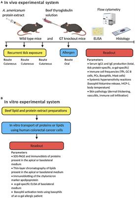 B Cell Responses in the Development of Mammalian Meat Allergy